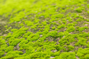 Obraz premium close up of green moss on old cement floor background texture