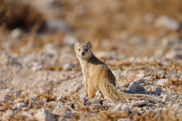 Fuchsmanguste im Etosha Nationalpark, Namibia
