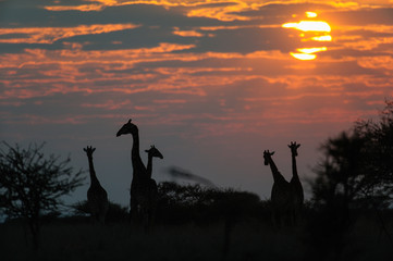 Giraffen Herde bei Sonnenaufgang, Etosha Nationalpark, Namibia