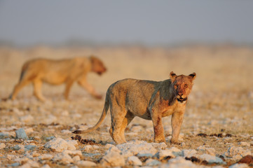 Fototapeta na wymiar Zwei junge Löwen, Etosha Nationalpark, Namibia