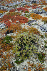 Tundra Boden im Herbst, Dovrefjell, Norwegen