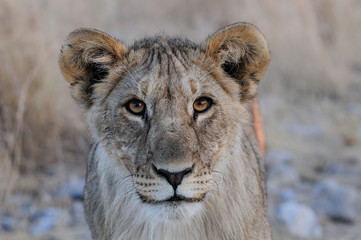 Neugieriger junger Löwe, Portrait, Etosha Nationalpark, Namibia
