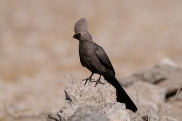Graulärmvogel, Etosha Nationalpark, Namibia