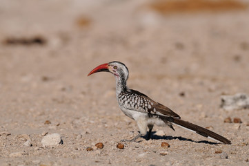 Rotschnabeltoko, Etosha Nationalpark, Namibia