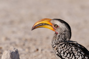 Gelbschnabeltoko Kopf Portrait, Etosha Nationalpark, Namibia