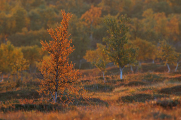 Fototapeta premium Fjellbirken im Herbst, Flatruet, Schweden