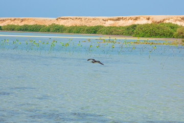 Seagulls flying and Fishing by the sea side with the background of the ocean and the blue sky