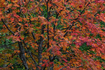 Eberesche im Herbst, Indian Summer, Schweden