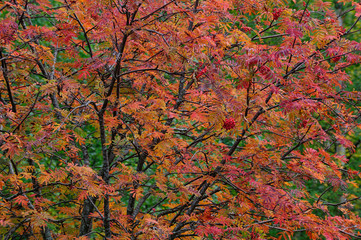 Eberesche im Herbst, Detail, Schweden