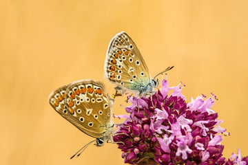 Hauhechel-Bläuling, Polyommatus icarus, Paarung auf Dost