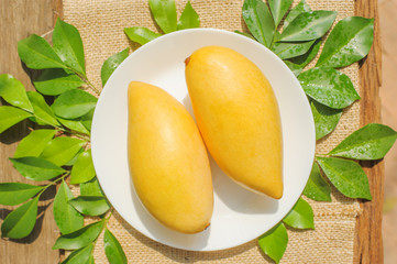 two fresh mangoes fruit put on the sack fabric background