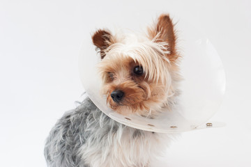 ヨークシャーテリア