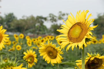 Beautiful yellow sunflower in the farm background