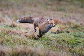 Red fox in the woods(Vulpes vulpes)