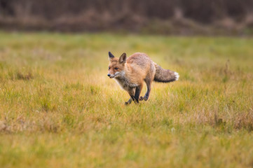 Red fox in the woods(Vulpes vulpes)