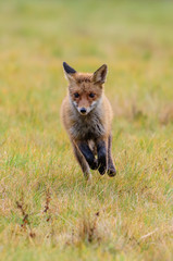 Red fox in the woods(Vulpes vulpes)