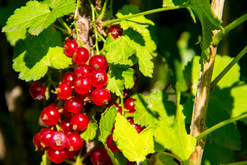 Red currant berries on a bush close-up