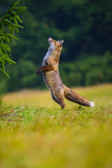 Red fox in the woods(Vulpes vulpes)