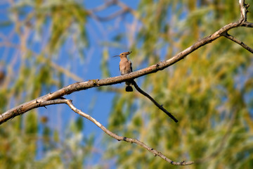  animal wild hoopoe on a branch