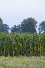 Green field with corn
