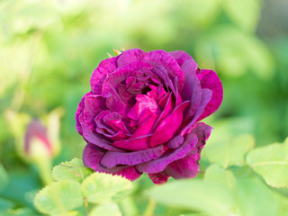 The flower Bud of the rose vinous color on a green background.