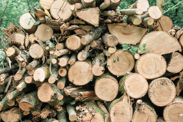 Logs stacked in a pile in the forest.