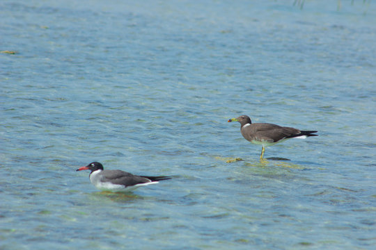 Seagulls flying and Fishing by the sea side with the background of the ocean and the blue sky