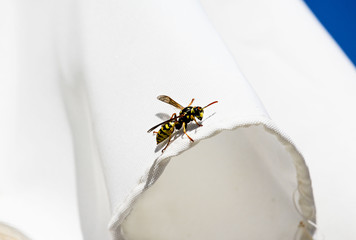 Naklejka premium Close-up wasp