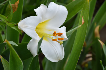 Fototapeta na wymiar White lily flower (LAT. Lílium candídum)