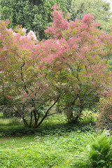 Wig-tree (Cotinus coggygria Scop.) with pink hairs