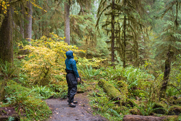 Fototapeta premium Man curiously hiking through the Hoh Rainforest
