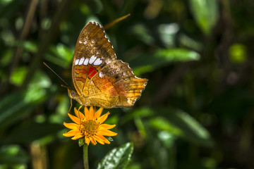 SONY DSC