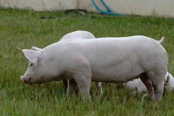 Granja de suínos