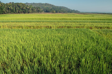 rice on field