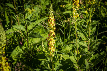 bees at work on a mullein