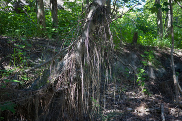 roots of an old tree on a flood plain
