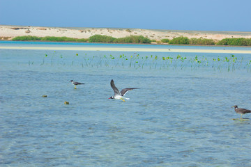 Seagulls flying and Fishing by the sea side with the background of the ocean and the blue sky