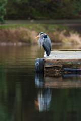 Great Blue Heron on dock with reflection in water