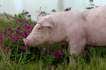 Granja de suínos