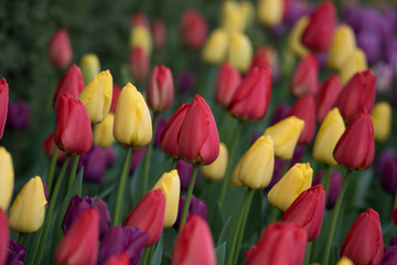 Field of red, yellow, and purple tulips