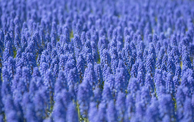 Field of purple lavender flowers