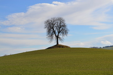 Fototapeta premium Arbre Solitaire