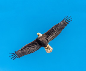 Bald Eagle in flight against blue sky