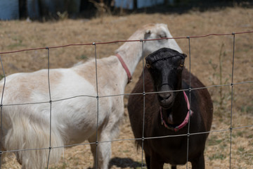 Fototapeta premium Two Goats