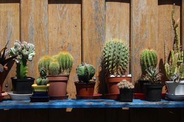Cactuses on a Shelf in the Garden