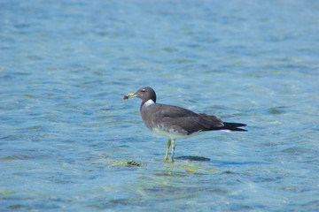 Seagulls flying and Fishing by the sea side with the background of the ocean and the blue sky