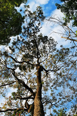 Travel to Doi Suthep national park, Chiang Mai, Thailand. Looking up the trees in a forest on a blue cloudy sky background