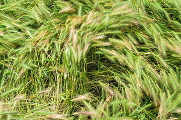 Grass close up