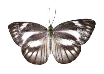 butterfly on white background.