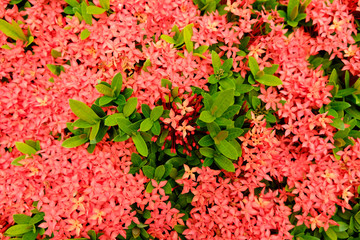 Red spike flowers with green leaves